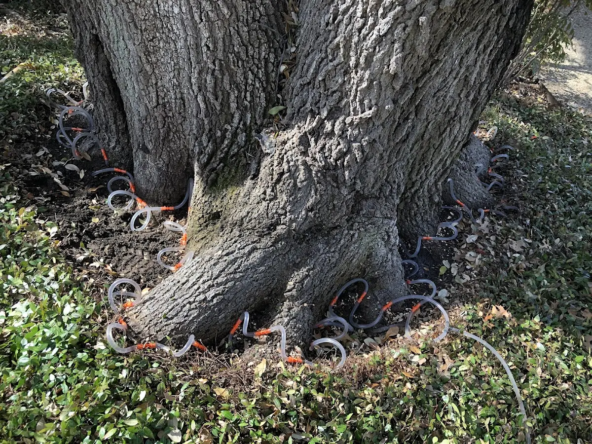Detailed Tree Cabling and Bracing job site in Waldport