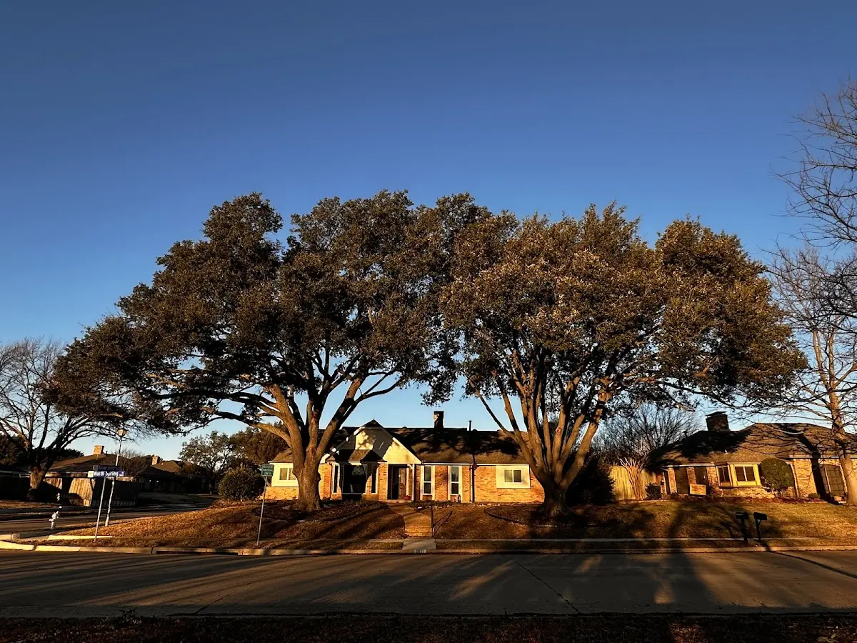Established residential canopy tree shading a home in Waldport